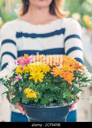 Crop Woman holding flowerpot with multicolored chrysanthemums on blurred background Stock Photo