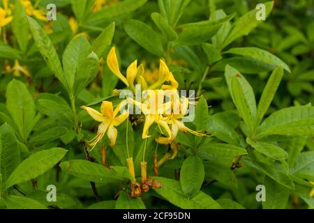 Rhododendron luteum, Azalea pontica, Yellow azaleas in springtime, Scotland, UK Stock Photo