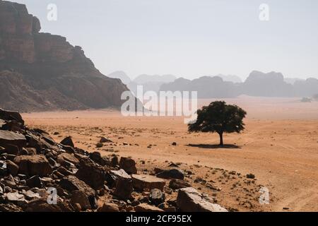 Lonely tree growing on sandy soil on foggy day in Wadi Rum desert in Jordan