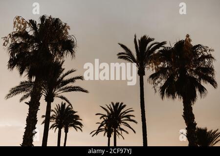 From below of silhouette tall palm trees on sunset cloudy sky on tropical beach Stock Photo