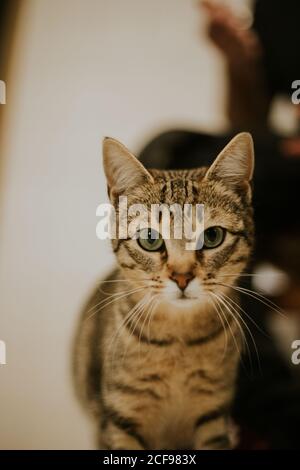 Striped fluffy cat with green eyes basking in sun Stock Photo