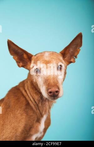 Portrait of brown podenco dog with sad look on blue background Stock Photo