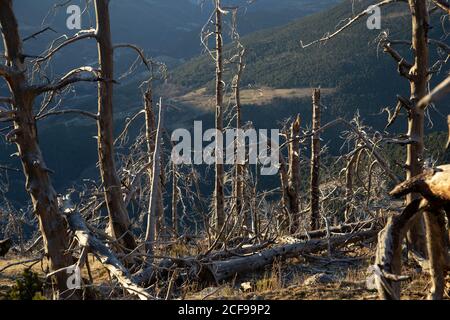 Amazing valley landscape with dry brown trees without leaves with protruding roots under blue clear sky in bright day Stock Photo