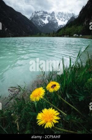Bee sitting on bright yellow dandelion growing on shore of serene river surrounded by snowy mountains and dark forest in Dolomites Italy Stock Photo