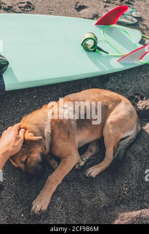 From above of cute red dog sleeping on wet sandy beach near green surfboard in sunny day on sea shore Stock Photo