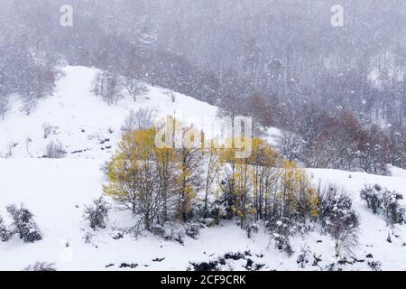 Beech forest covered with snow and ice in a misty landscape in the North of Spain Mountains and some trees with autumn colors Stock Photo