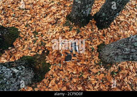 top view of vintage typewriter covered with oak leaves in autumn Stock Photo