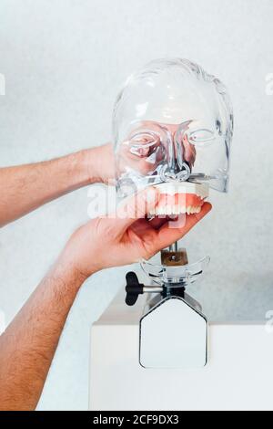 Crop unrecognizable male doctor demonstrating modern plastic mannequin head for dentistry lessons against gray wall Stock Photo
