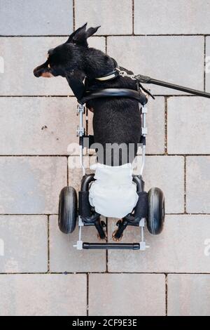 From above paralyzed handicapped Dachshund dog with wheelchair walking on street Stock Photo