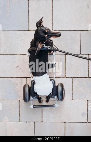 From above paralyzed handicapped Dachshund dog with wheelchair walking on street Stock Photo