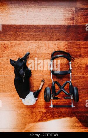 From above paralyzed handicapped Dachshund dog sitting near wheelchair on laminate Stock Photo