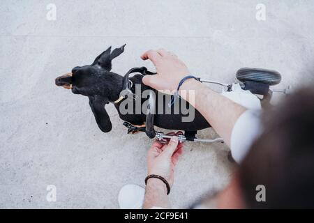 From above crop male fixing wheelchair on paralyzed handicapped Dachshund dog Stock Photo