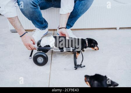 From above crop male fixing wheelchair on paralyzed handicapped Dachshund dog Stock Photo