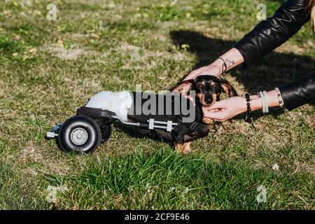 From above crop Woman with wheelchair on paralyzed handicapped Dachshund dog Stock Photo