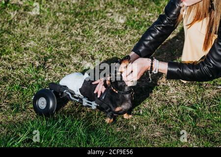 From above crop Woman with wheelchair on paralyzed handicapped Dachshund dog Stock Photo