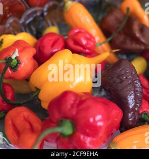 Various types of hot yellow, red, brown peppers in a bowl for table decoration Stock Photo