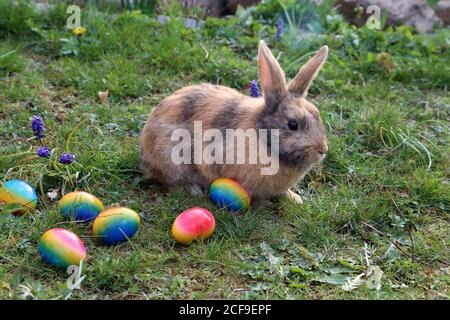 Funny Easter bunny with colored easter eggs Stock Photo