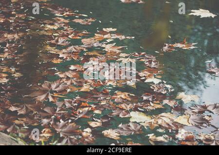 Orange maple leaves floating on surface of calm pond water in autumn park Stock Photo