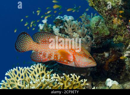 Coral Grouper, Cephalopholis miniata, on coral reef, in Hamata, Red Sea, Egypt Stock Photo