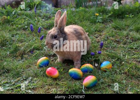 Funny Easter bunny with colored easter eggs Stock Photo