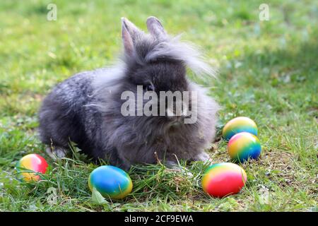 And funny bunnies with colored easter eggs Stock Photo