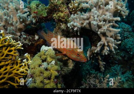 Coral Grouper, Cephalopholis miniata, on coral reef, in Hamata, Red Sea, Egypt Stock Photo