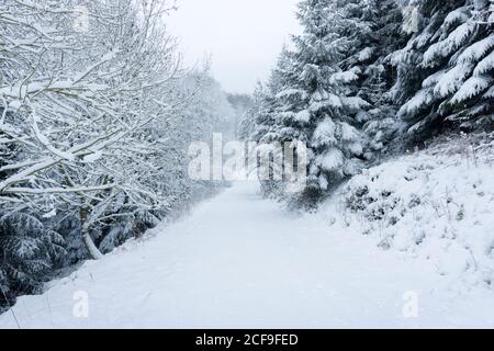 Fresh winter snowfall at a Forestry Commission forest at Rowberrow Warren in the Mendip Hills, Somerset, England. Stock Photo