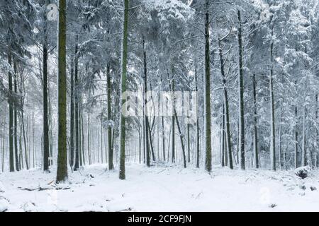 Fresh winter snowfall in a pine forest at Rowberrow Warren in the Mendip Hills National Landscape, Somerset, England. Stock Photo