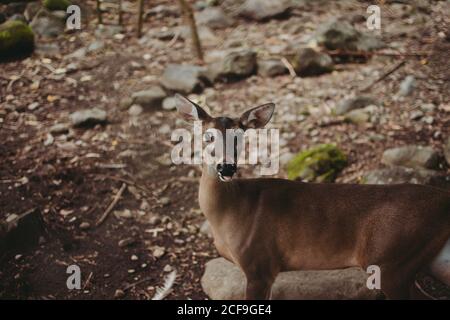 From above of cute brown deer standing and looking at camera on rocky ground in nature Stock Photo