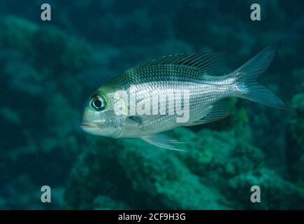 Humpnose big-eye bream, Monotaxis grandoculis, on reef in Hamata, Red Sea, Egypt Stock Photo