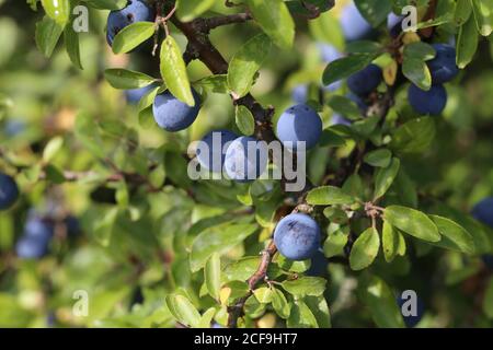 Closeup shot blue berries of blackthorn ripen on bushes. Stock Photo