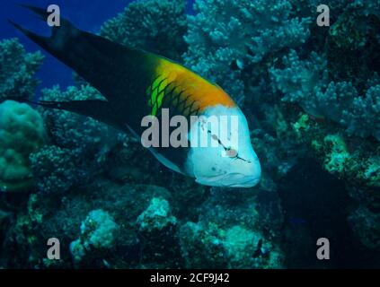 Slingjaw wrasse, Epibulus insidiator, swimming over coral reef in Hamata, Red Sea, Egypt Stock Photo