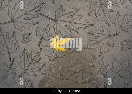 From above single golden maple leaf laying on gray texture with imprinted maple leaves Stock Photo