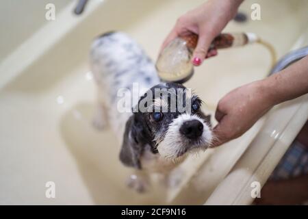 Cropped unrecognizable Woman hands owner washing cute Cocker Spaniel puppy in a bathtub at home Stock Photo