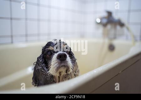 Cute wet Cocker Spaniel puppy standing in bathtub and looking at anonymous owner after bath procedures at home Stock Photo