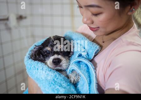 Cute wet Cocker Spaniel puppy dog wrapped in blue towel and held by smiling Asian female owner after bathing in home bathroom Stock Photo