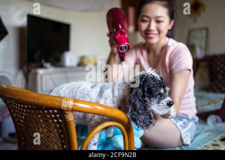 Happy ethnic female owner drying fur of obedient calm Cocker Spaniel puppy with hair dryer after bathing while sitting in cozy room at home Stock Photo