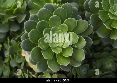 Aeonium haworthii, also known as Haworth's aeonium or pinwheel, is a species of succulent flowering plant in the family Crassulaceae. It is grown as a Stock Photo