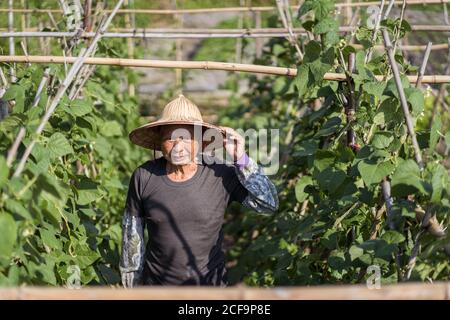 Senior Asian man in traditional oriental conical hat and casual clothes smiling away against blurred green plants growing on farm in hot sunny day in Taiwan Stock Photo