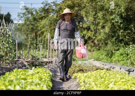 Full body middle aged Asian man in traditional oriental straw hat looking at camera and using watering pot while pouring green plants growing in garden in Taiwan Stock Photo