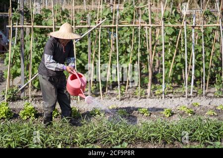 Middle aged Asian man in traditional oriental straw hat using watering pot while pouring green plants growing in garden in Taiwan Stock Photo