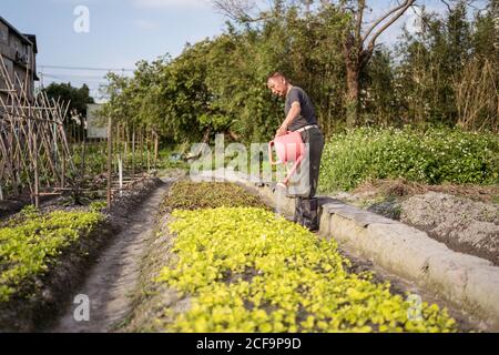 Middle aged Asian man using watering pot while pouring green plants growing in garden in Taiwan Stock Photo