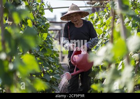 Middle aged Asian man in traditional oriental straw hat looking at camera using watering pot while pouring green plants growing in garden in Taiwan Stock Photo