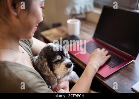 From above cropped cheerful female freelancer working remotely on laptop sitting on chair while holding dog Stock Photo