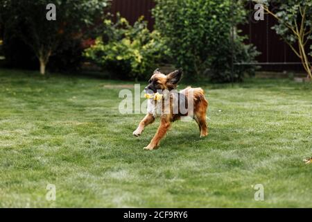 Playful and sportive young dog run at summer park field with toy in mouth. Long funny ears flap around head of cute and active doggy. Stock Photo