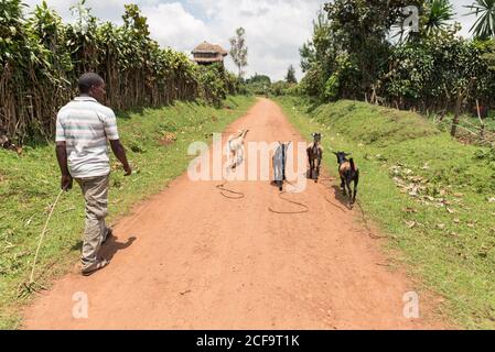Uganda - November, 26 2016: African man with walking on dirt path road herding goats in the countryside Stock Photo