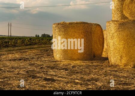 round bales of hay are stacked in a field after harvesting wheat. Rolls of golden straw on a wheat field at sunset in the village. Agricultural techno Stock Photo