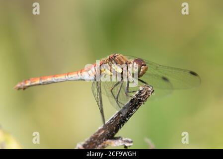 Male common darter dragonfly resting on a plant stem at High Batts Nature Reserve, North Yorkshire Stock Photo