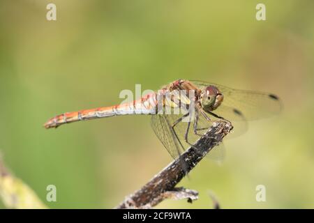 Male common darter dragonfly resting on a plant stem at High Batts Nature Reserve, North Yorkshire Stock Photo