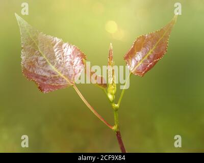 Poplar shoot with young leaves isolated on green background. Stock Photo